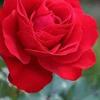 red.rose7874