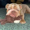 busterthebulldog22