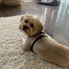 foodiemorkie