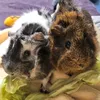 pipaepeteca.pigs