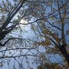 gracia_79200