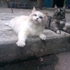 kucing.hebat1