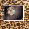 peggyrobinson1330