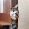 kaled616meow