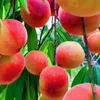 Fruits88🍎🍐🍇