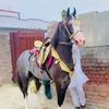 chabdullah.jindhar