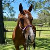 winnythechestnut