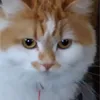 kazuh33