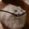 catkisses74