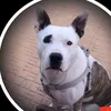 terrier_90_youtube