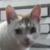 meus_ovos4