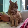 nancycat_1