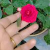 urmila.rai944