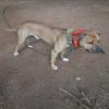 thebulldogassociation