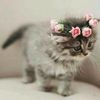 Asma.celine