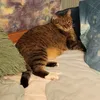 superchebupela