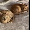 2gingerboyz