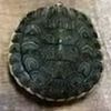 the_famous_turtle