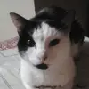megadezziescat