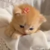 xinhnhungduoccaixaugai