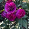 abdou23_8
