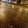 spider_liliy