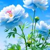 amrit444444