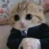 gato777._1