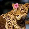 lamar_5lm6