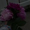 susu_k119
