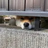 useroaig4ncdok