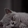 wandi_12345t