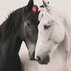 a__19im