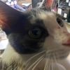 gatokitty3