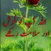 asifali35254