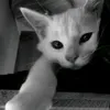 angilmmeo