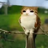 c4ndyf1sh