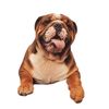 georgieporgie.bulldog