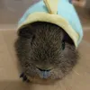 blobfizhen