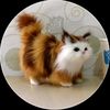 anakmeong_0206