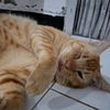 farhan_mpal