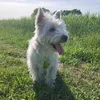 freja_my.westie