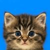 miey232554