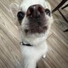 dog.729