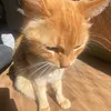 kikopeido