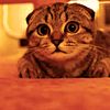 rockycat1234