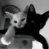prncsymmyfr
