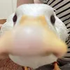 sugarquackk