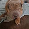 4theloveofsharpei