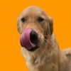 otisthegoldendog